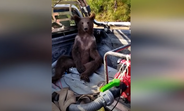 Pui de urs „drogat” cu miere de rododendron, luat cu furgoneta din pădure și dus la veterinar pentru tratament – VIDEO