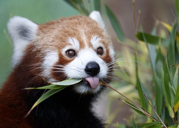 Un pui de panda roșu, specie pe cale de dispariție, s-a născut în grădina zoologică din Hertfordshire