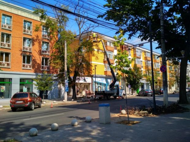Primăria din Galați vrea să pună „tomograf” la copacii din localitate pentru a preveni tăierile ilegale