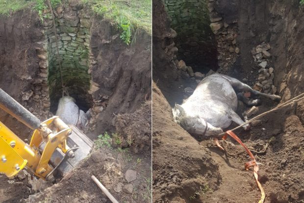 Cal salvat în Vaslui după ce a căzut într-o fântână de patru metri adâncime. Pompierii au intervenit cu un excavator
