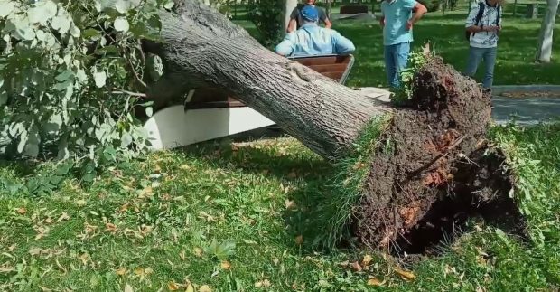 Un copac s-a prăbuşit peste un bărbat care stătea pe o bancă într-un parc din Slatina. Polițiștii au deschis dosar penal