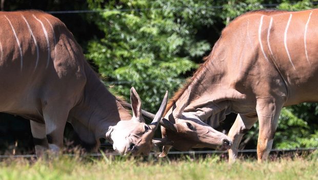 Român ucis de o antilopă gigant într-un parc din Suedia, animalul l-a înjunghiat de mai multe ori cu coarnele