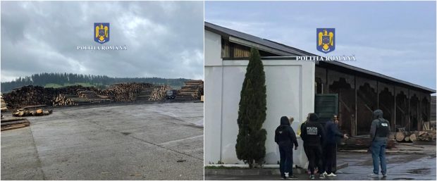 Descinderi de amploare în mai multe județe din țară la hoții de lemne și la ocoale silvice. Cum funcționa rețeaua din Suceava