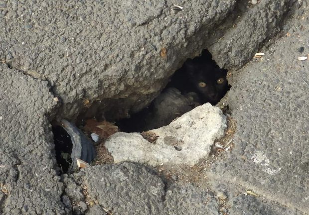 Pisică blocată sub Podul Izvor, în urma unor lucrări de reabilitare, eliberată după 5 zile