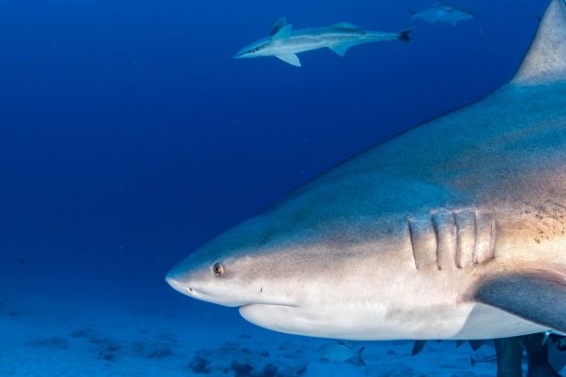 O turistă de pe o navă de croazieră a fost ucisă de un rechin în Bahamas