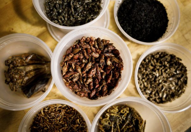 Marea Britanie încurajează oamenii din țările africane lovite de foamete să mănânce insecte bogate în vitamine și minerale