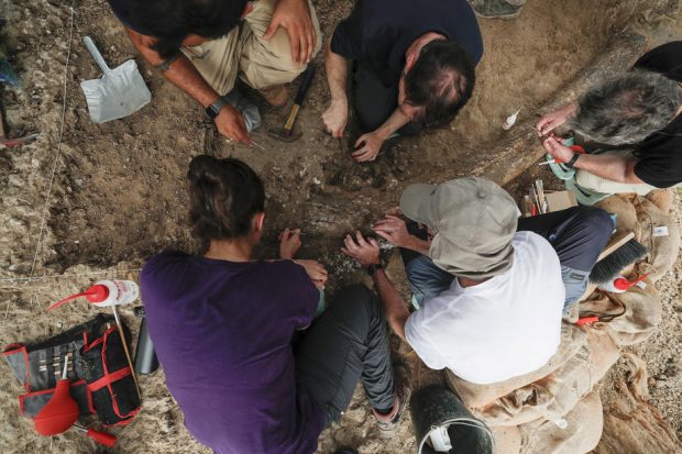 Cel mai vechi dinozaur din Africa a fost descoperit în Zimbawe. Mbirezaurul a trăit în urmă cu 230 de milioane de ani