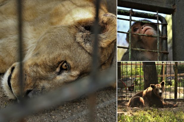 REPORTAJ. Grădina Zoologică din Brăila – în vizită la „pușcăria animalelor”: Vietăți apatice, mâncare puţină, apă în cauciucuri de maşină