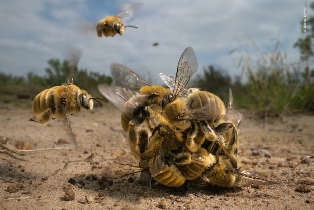 „O minge” de albine-cactus strânse jurul reginei, fotografia de natură sălbatică a anului 2022