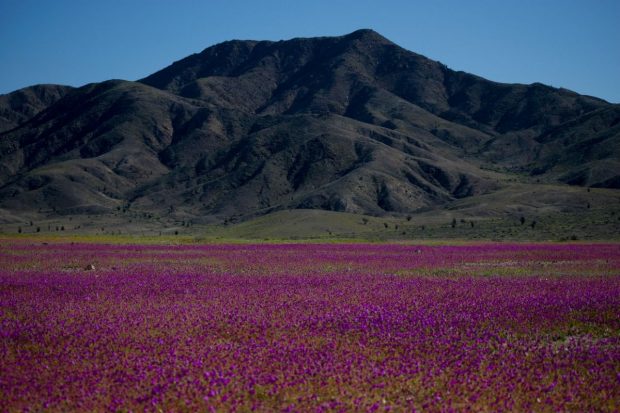 Cum a înflorit pe neașteptate un deșert din cel mai arid loc de pe Pământ