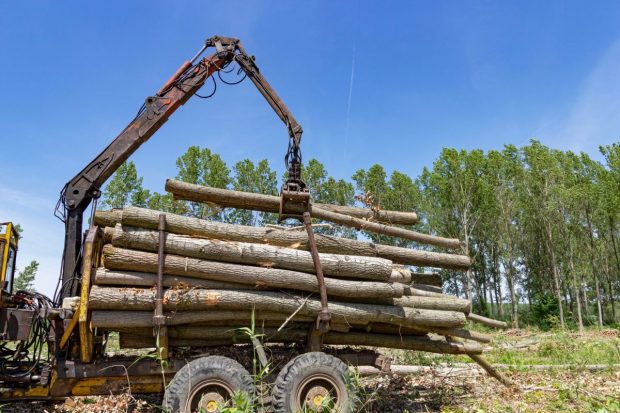 Politico: măsurile luate în criza energetică, o amenințare uriașă pentru pădurile Europei. Ce spune analiza despre România