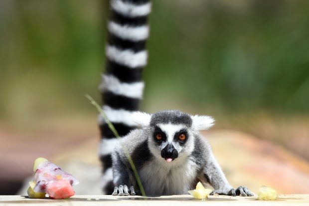 O grădină zoologică din Noua Zeelandă și-a dublat populația de lemuri cu coadă inelată. „Performanța” se datorează masculului Zeus