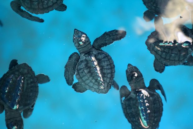 Comunicarea secretă a animalelor marine. Un cercetător a descoperit ce meseje trimit animalele foarte silențioase