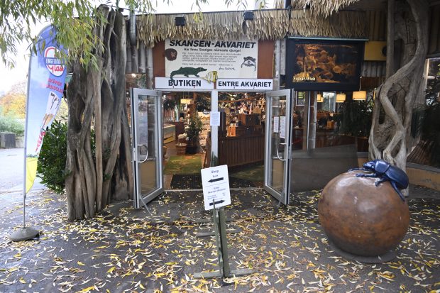 Cobra regală „Houdini”, care a evadat de două ori de la o grădină zoologică din Suedia, plasată „în arest la domiciliu” după ce s-a întors