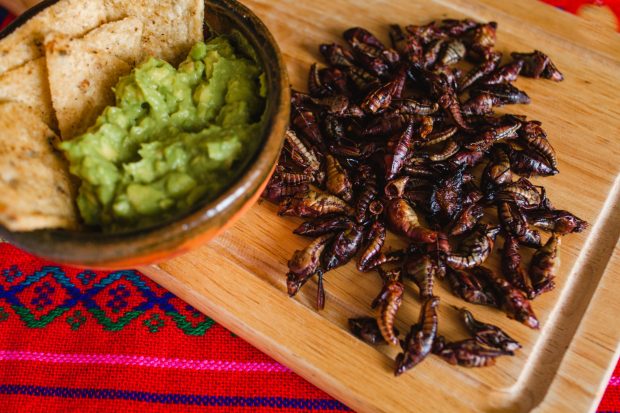 Insecte comestibile promovate ca „alternative la carne”