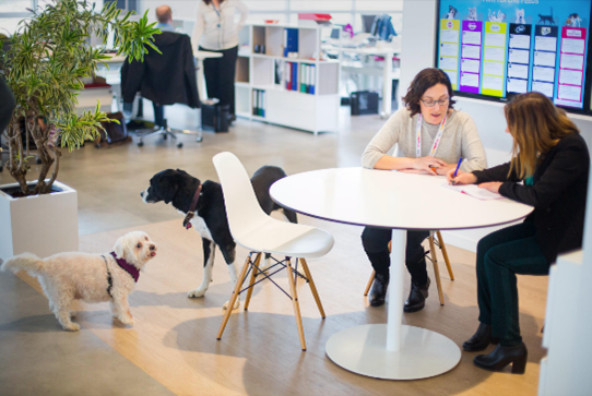 Aproape jumătate dintre gospodăriile din România au un câine sau o pisică. Mars le face viața mai frumoasă.