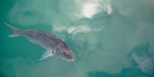 În ce țară s-au găsit microplastice în 75% din pești. Avertisment în legătură cu speciile marine pe cale de dispariție