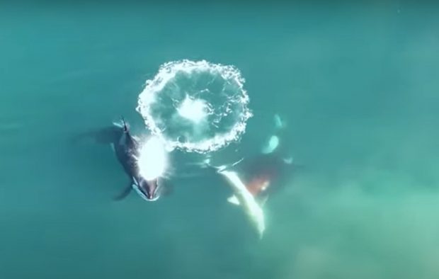 Un rechin Marele Alb e mâncat de o orcă, iar vânătoarea a fost filmată în premieră mondială | VIDEO