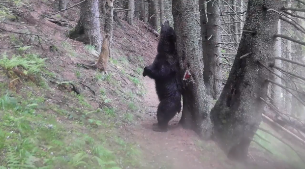 Un urs din Piatra Craiului, filmat în timp ce se scărpina de scoarța unui copac. Scenele amintesc de Baloo din „Cartea Junglei”  | VIDEO
