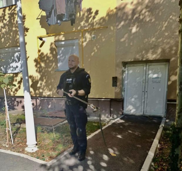 O viperă a fost găsită în scara unui bloc din Drobeta-Turnu Severin. Jandarmii au intervenit pentru îndepărtarea reptilei