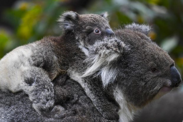 Australia se angajează să nu mai piardă nicio specie pe care de dispariție, cu un plan de protecție a 30% din suprafața continentului