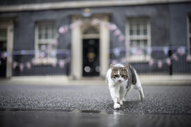 Motanul Larry a gonit o vulpe care se plimba prin fața reședinței premierului britanic  | VIDEO