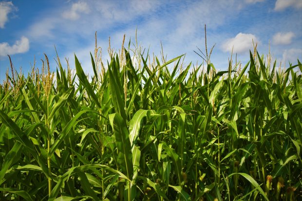 3 sfaturi pentru fertilizarea corectă a porumbului