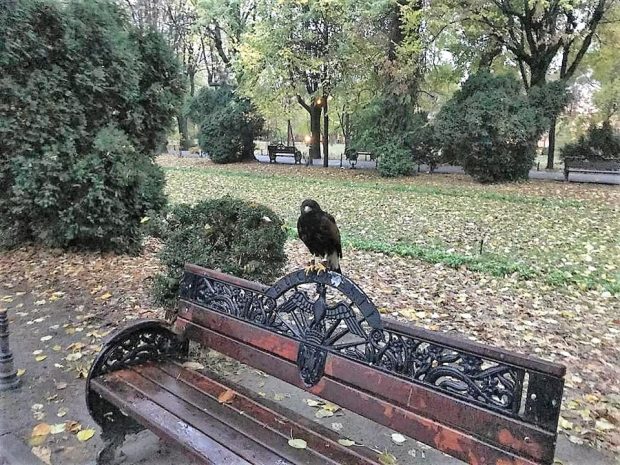 Primăria Capitalei vrea să aducă păsări de pradă în Parcul Cișmigiu care să alunge ciorile. „Testăm soluţii noi pentru un Cişmigiu curat”