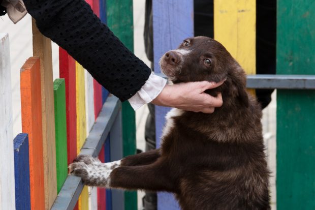 Târg online de adopții organizat pe Facebook de ASPA pentru cățeii bătrâni