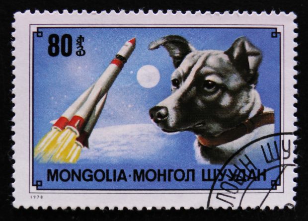 Cățelușa Laika, povestea tristă a primului animal trimis în spațiu