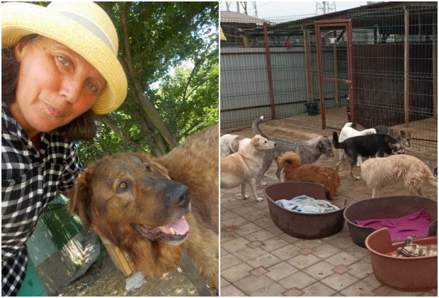 Câinii maidanezi i-au dat puterea să meargă mai departe când era bolnavă de cancer. Acum luptă ea să le facă un adăpost lângă București