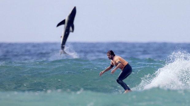 „O dată în viață!”. Fotografie rară, surprinsă în San Diego: un mare rechin alb sare din valuri pe lângă un surfer