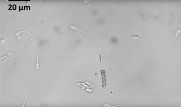 Omenirea s-ar putea confrunta cu o criză a reproducerii, din cauza scăderii numărului de spermatozoizi – studiu