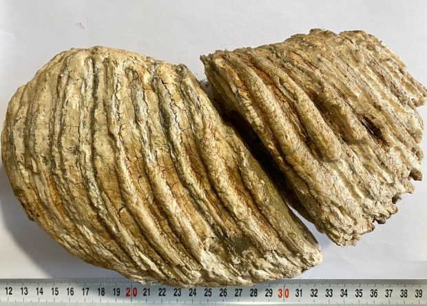 Molar de mamut, vechi de 10.000 de ani, scos la vânzare pe internet. Femeia din Neamț credea că e o piatră decorativă