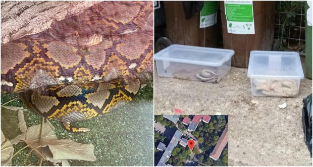 Un orădean care a abandonat pitonii la gunoi este reclamat și că ar crește 200 de șobolani în captivitate. Ce pedeapsă riscă