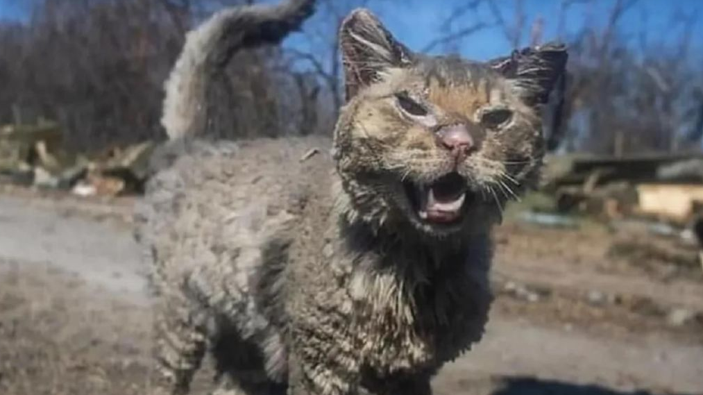 Phoenix, pisica având arsuri grave salvată din bombardamentele de lângă Kiev, s-a recuperat complet: „Are șapte vieți, ca Ucraina”