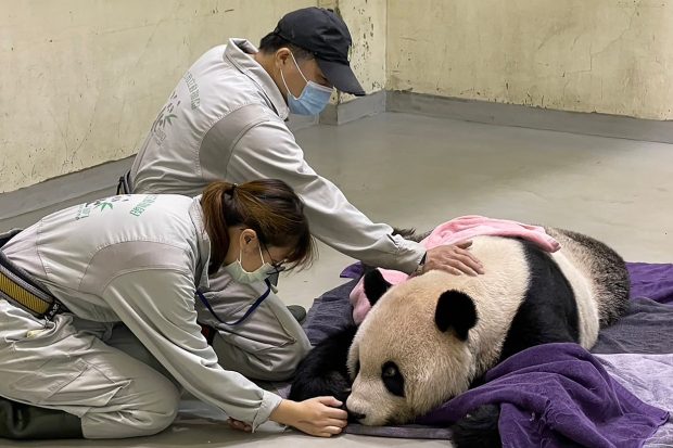 Un panda gigant dăruit Taiwanului de către China în urmă cu 14 ani a murit. Ce a simbolizat Tuan Tuan