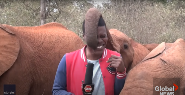 Un reporter kenyan a început să râdă în hohote în timpul relatării. Momentul de „tandrețe” cu un pui de elefant extrem de curios
