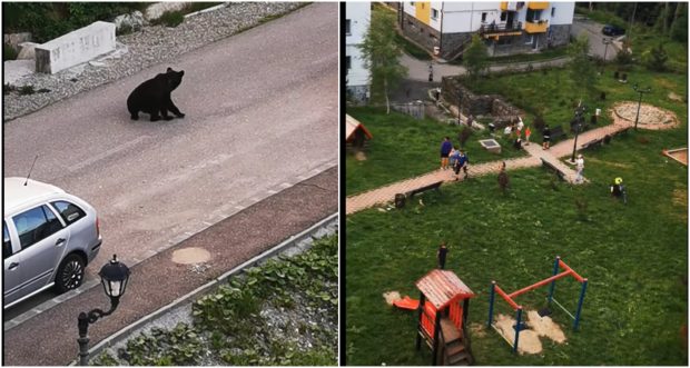 Urs filmat când se apropia de un loc de joacă pentru copii din Predeal – VIDEO