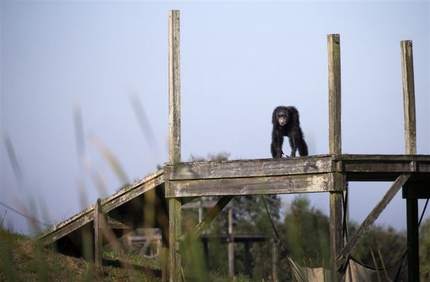 Trei cimpanzei scăpați de la o grădină zoologică din Suedia, împușcați mortal de autorități