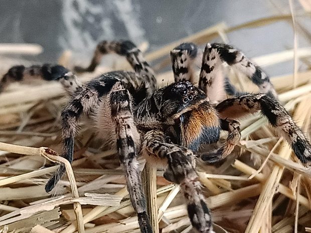 Ce este și cum arată tarantula românească, descoperită pe un șantier din Voluntari