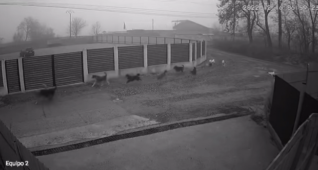 Un bărbat din Bacău, găsit mort, după ce a fost sfâșiat de o haită de câini. Primarul a fost amendat de polițiști