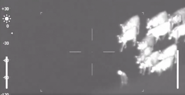 Un bărbat din Marea Britanie care fugea de poliție a fost prins cu ajutorul unei turme de vaci. Momentul a fost filmat |  VIDEO