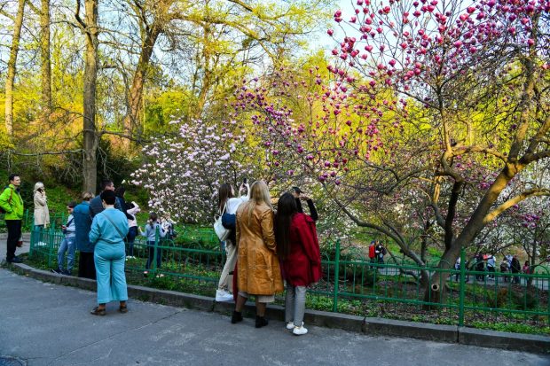 Grădina Botanică din Kiev luptă să-și salveze plantele tropicale. O colecție veche de câteva decenii, în pericol din cauza penelor de curent