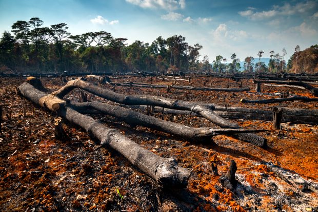 „Umanitatea a devenit o armă de extincție în masă”. ONU cere ”un pact de pace cu natura” la COP15