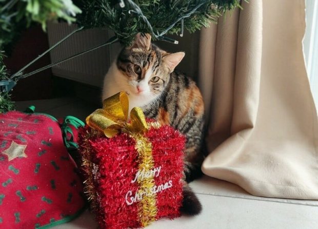 TOMBOLĂ de Crăciun pentru iubitorii de ANIMALE. Câțiva clujeni fac SURPRIZE pentru stăpâni și necuvântătoare. Înscrie-te și tu