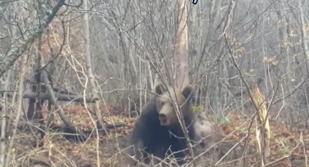 Pui de urs rănit, salvat de jandarmii din Bistrița. Animalul era prins într-un laț de sârmă | VIDEO