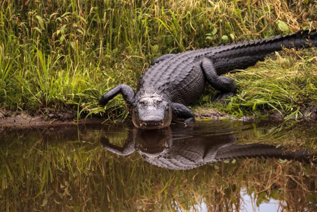Copil găsit mort în gura unui aligator în Florida, aruncat intenționat în lac de tatăl său