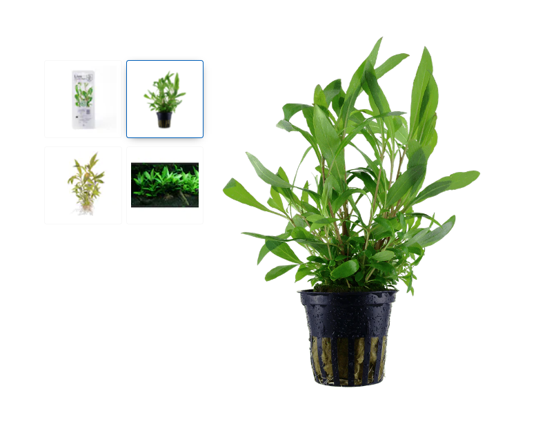Acvariu cu pești – tot ce ai nevoie pentru un acvariu ideal - Plantă acvariu Corymbosa Siamensis 53B
