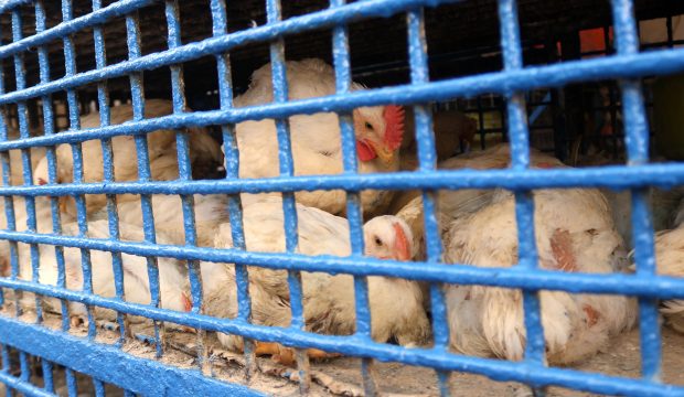 Gripa aviară se răspândește în noi țări și pune la grea încercare crescătorii de păsări de pe toate continentele